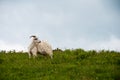 Goat in field