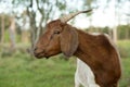 Goat in field