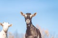 Goat in field. Goats eating grass Royalty Free Stock Photo