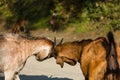 A goat fights by bumping a tsuno on the road in Pokhara, Nepal Royalty Free Stock Photo