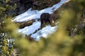 Goat in the forest in the alps in Liechtenstein 19.2.2021 Royalty Free Stock Photo
