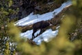 Goat in the forest in the alps in Liechtenstein 19.2.2021 Royalty Free Stock Photo