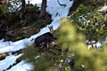 Goat in the forest in the alps in Liechtenstein 19.2.2021 Royalty Free Stock Photo