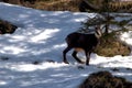 Goat in the forest in the alps in Liechtenstein 19.2.2021 Royalty Free Stock Photo