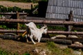 Goat in front of small house on the mountain Vranica