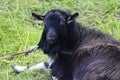 Goat. Funny black long-haired goat. The pet is tied to a butt in the open air