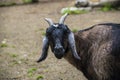 Goat funny / black goat standing in the farm