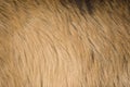 Goat fur Royalty Free Stock Photo