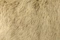 Goat Fur Background Royalty Free Stock Photo