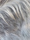 Goat fur Royalty Free Stock Photo