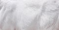 Goat fur white texture  abstract  line patterns background Royalty Free Stock Photo
