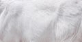 Goat fur white texture  abstract  line patterns background Royalty Free Stock Photo