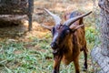 Goat in the garden, Goatin the nature habitat