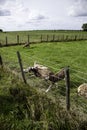 Goat Gate farm Royalty Free Stock Photo