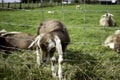 Goat Gate farm Royalty Free Stock Photo