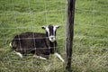 Goat Gate farm Royalty Free Stock Photo