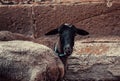 Goat Gate farm Royalty Free Stock Photo