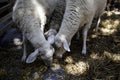 Goat Gate farm Royalty Free Stock Photo