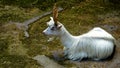 goat girgentana or Agrigento is a variety of goat typical of the Agrigento area, used for the production of milk. It is characte