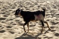 Goat in Goa Royalty Free Stock Photo