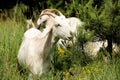 Goat goat goat goat autumn nature summer eat grass eat