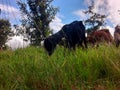 Goat grass hungry Royalty Free Stock Photo