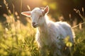 Goat grass rural cute landscape animals farming Royalty Free Stock Photo