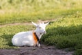 Goat on grass Royalty Free Stock Photo