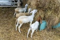 Goat graze Royalty Free Stock Photo