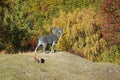 JUVAL MUSEUM, OCTOBER 18 2021, ITALY : Goat graze on the high pastures around the brooding fortress of Castle Juval, South Tyrolh