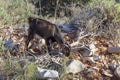 The goat graze by the road in the mountains