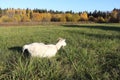 The goat is grazed on a green grass in the fall Royalty Free Stock Photo