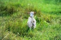 The goat is grazed on a green meadow Royalty Free Stock Photo