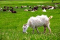 The goat is grazed. Royalty Free Stock Photo