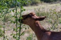 The goat grazes the grass in the field Royalty Free Stock Photo