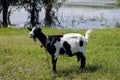 Goat grazes on picturesque bank of river. Close-up. Cattle breeding, domestic animals