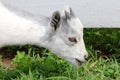 Goat Grazing Royalty Free Stock Photo