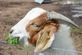 Goat Grazing, Cape Town, South Africa Royalty Free Stock Photo