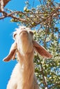 Goat eating argan fruits, Morocco, Northern Africa. Royalty Free Stock Photo