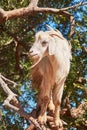 Goat eating argan fruits, Morocco, Northern Africa. Royalty Free Stock Photo