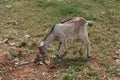 Goat grazing in the field. Royalty Free Stock Photo