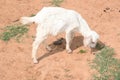 Goat grazing in the field. Royalty Free Stock Photo