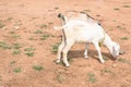 Goat grazing in the field. Royalty Free Stock Photo