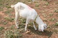 Goat grazing in the field. Royalty Free Stock Photo