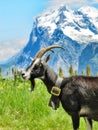 Goat Grazing on The Lauberhorn Mountain in the Alps, with Wetterhorn at a Distance