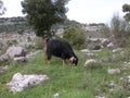 Goat Grazing in Lebanon