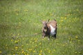 Goat grazing. Meadow with dandelions Royalty Free Stock Photo