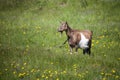 Goat grazing. Meadow with dandelions Royalty Free Stock Photo