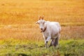 goat grazing on a meadow flooded with sunlight Royalty Free Stock Photo