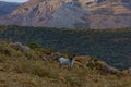 goat grazing in the mountains in freedom Royalty Free Stock Photo